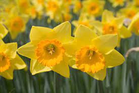 The Meaning Of Victorian Flower Messages Petal Talk Flowers Amazing Flowers Flower Festival