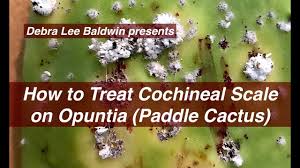 Fruits of opuntia ficus indica are eaten raw or used in prickly pear cactus was introduced in australia during the 19th century for agricultural fencing purposes and to establish cochineal dye industries. How To Treat Cochineal Scale On Cactus Youtube