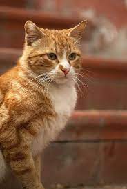 Not Surprisingly Orange Cats Are Often Considered Friendly And Loveable While White Cats Are Seen As Distant And Blac Orange Cats Cat Facts Orange Tabby Cats