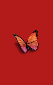 Discover more aesthetic purple, blue butterfly, butterfly lockscreen, iphone wallpaper, monarch butterfly wallpapers. Aesthetic Butterfly Pictures Wallpapers Wallpaper Cave