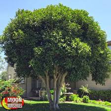 Rusty Fig Tree Mediterranean Garden Design Mediterranean Garden Backyard Pool Landscaping