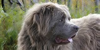 Dating way back to the 14 century, the briad or berger de brie was bred to be herding and flock guard dog. 10 Best Extra Large Dog Breeds For Lovers Of Huge And Giant Dogs