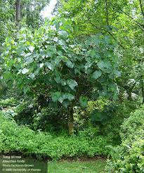 Image result for Vernicia