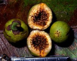 Image result for Ficus oreodryadum