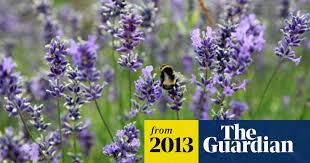 Maybe you would like to learn more about one of these? Love Buzz Bees Most Attracted To Lavender And Marjoram Study Finds Bees The Guardian