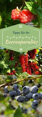 Querbeet Garten Querbeet Garten Beeriger Naschstreifen Beeriger Garten Naschstreifen Querbeet Wintergemuse Anbauen Erdbeeren Garten