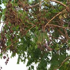 Image result for Dialium