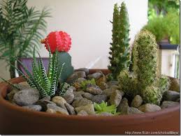 Making A Dish Garden Dish Garden Cactus Garden Design Cactus Garden