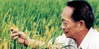 From wikimedia commons, the free media repository. China S Hybrid Rice Researcher Nominated For Nobel Peace Prize Scandasia