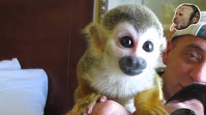 › finger monkey price pet. Baby Squirrel Monkey Youtube