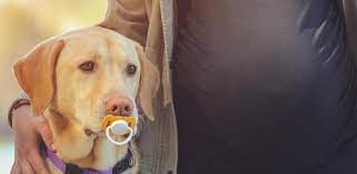 Todo Lo Que Debes Saber Si Esperas Un Bebe Y Tienes Una Mascota