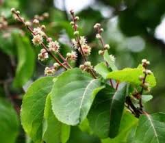 Image result for Aeschynomene mossambicensis