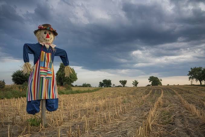 How to Know When it's Time to Get a Scarecrow [Opinion] | Gardening Tips  and How-To Garden Guides | lancasterfarming.com
