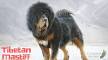 PuppyFind | Tibetan Mastiff Puppies for Sale