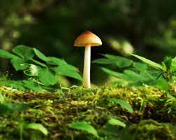 What Are The Risks Of Magic Mushrooms High Alert