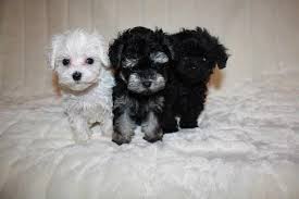 He is very friendly, gentle and loves to cuttle. Small Maltipoo Puppies For Sale In Atoka Oklahoma Classified Americanlisted Com