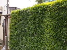 東京・練馬区の植木屋『庭師 草庵』