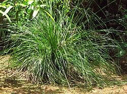 Image result for Chrysopogon