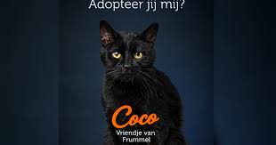 Laat onze lieve vriend frummel je van gedachten veranderen! Run Op Zwarte Katten In Ongeluksjaar 2020 Lijkt Wel Alsof Iedereen Er Een Wil Hart Van Nederland