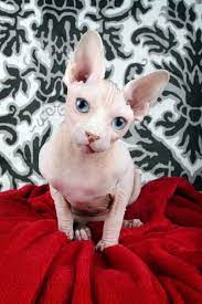 17 Want Ideas Hairless Cat Sphinx Cat Sphynx Cat