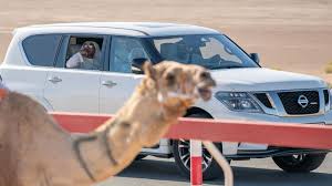 In the last 15 years camel racing has transformed into one of the richest sports in the world, with some races having a grand prize of one million dollars. Sheikh Mohamed Bin Zayed Spotted At Camel Race