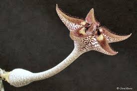 Image result for Ceropegia cimiciodora