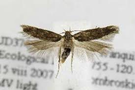 Image result for Bryotropha similis