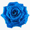 To download the set of transparent flowers that you want, simply click on the title for each entry (in blue text) and it will take you to the source page where. 1