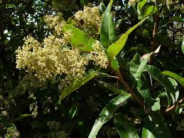 Image result for Ozoroa