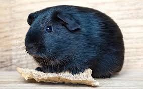 Check spelling or type a new query. A Complete Guide To Guinea Pig Colors With Photos