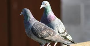Learn the best ways to play and complete the minigame! Pigeon Pest Control In Ealing
