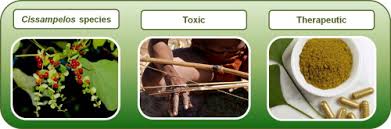 Image result for Cissampelos torulosa