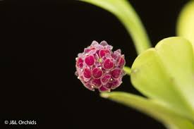 Image result for Hypertelis umbellata