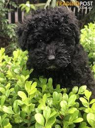 Advice from breed experts to make a safe choice. Beautiful All Black Male Toy Poodle Puppy For Sale