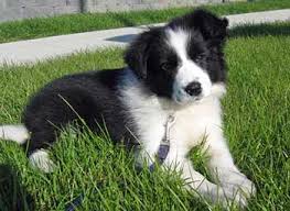 Border collie & cocker spaniel. Black Lab And Collie Mix Cheap Online