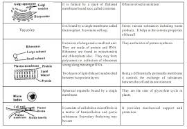 We did not find results for: List Of Plant Cell Organelles