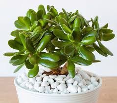 We did not find results for: 10 Plants With Waxy Leaves