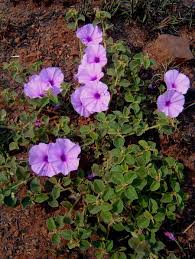 Image result for Astripomoea