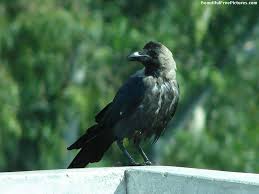 Image result for free image of crows