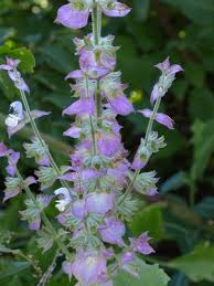 Image result for Salvia sclarea