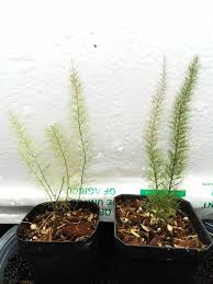 Image result for Abrodictyum