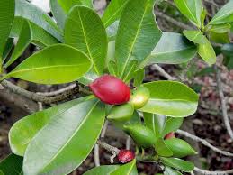 Image result for Ochrosia