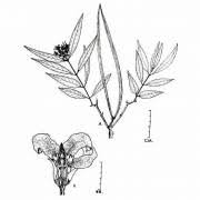 Image result for Voacanga thouarsii