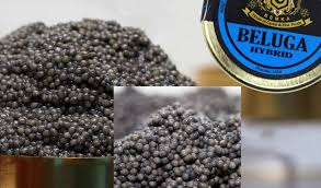 Russian beluga caviar 6 jars 678. What Is Beluga Hybrid Caviar The Best Option To Try