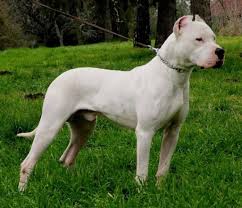 Maybe you would like to learn more about one of these? Dogo Argentino South Africa Dogo Argentino Breed Dog Breeders Gallery 112062