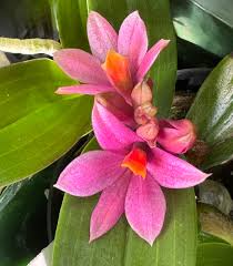 Image result for Dendrobium