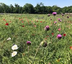 How do you renew your parkland plus insurance? Https Dallascityhall Com Government Meetings Dch 20documents Park Board Tpl 20five 20mile 20creek 20greenbelt 20master 20plan 20briefing 202 28 2019 Pdf