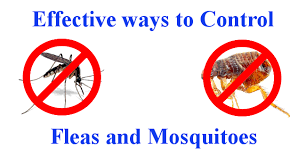 Apart from pets, one of the other major. Mosquito And Flea Control