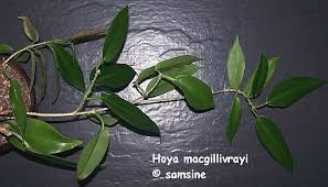 Will ship a similar looking cutting if the pictured one is not available. Photo Hoya Macgillivrayi Hoyas M N Album Samsine Fotki Com Photo And Video Sharing Made Easy