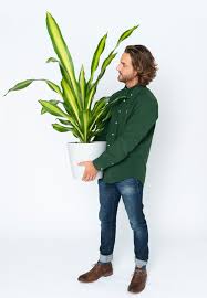 Check spelling or type a new query. Easiest Houseplants That Anyone Can Grow Bloomscape